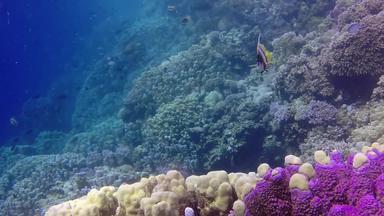静态视频珊瑚礁红色<strong>的</strong>海阿布<strong>配音</strong>美丽<strong>的</strong>水下景观热带鱼珊瑚生活珊瑚礁埃及